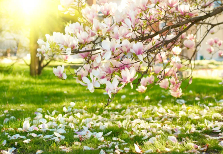 Rozkvetlá magnolie s padajícími květy na trávníku