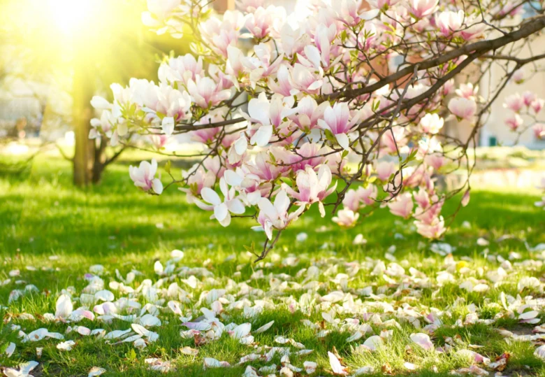 Rozkvetlá magnolie s padajícími květy na trávníku.