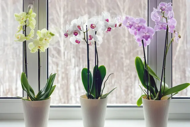 Tři pěstované orchidee v květináčích na parapetu u okna.