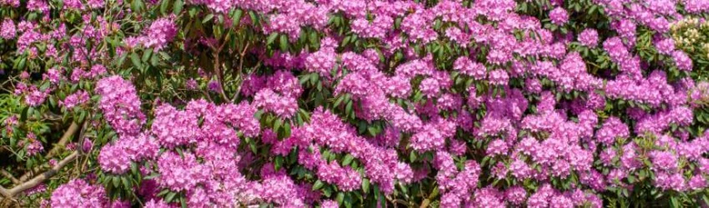 Rozkvetlé růžové rododendrony v zahradě