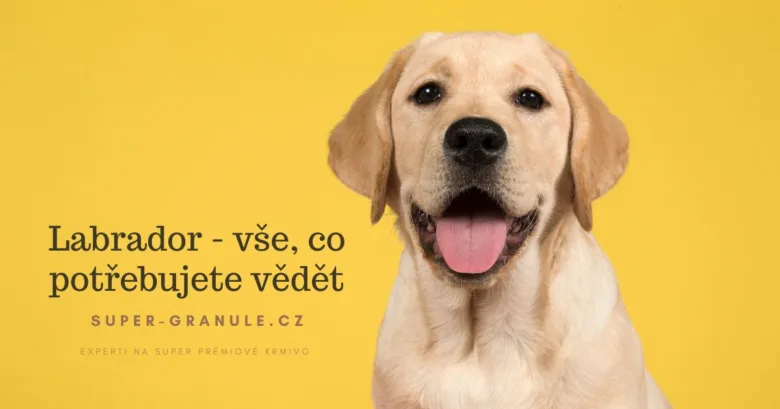 Portrét šťastného žlutého labradora na žlutém pozadí.