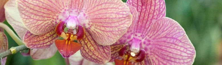 Růžová orchidej v plném květu s jemnými žilkami na lístcích.