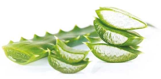 Čerstvé listy aloe vera s průhledným gelem uvnitř.