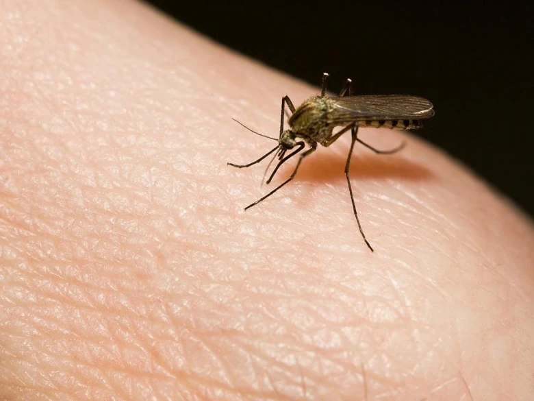Mosquito on skin