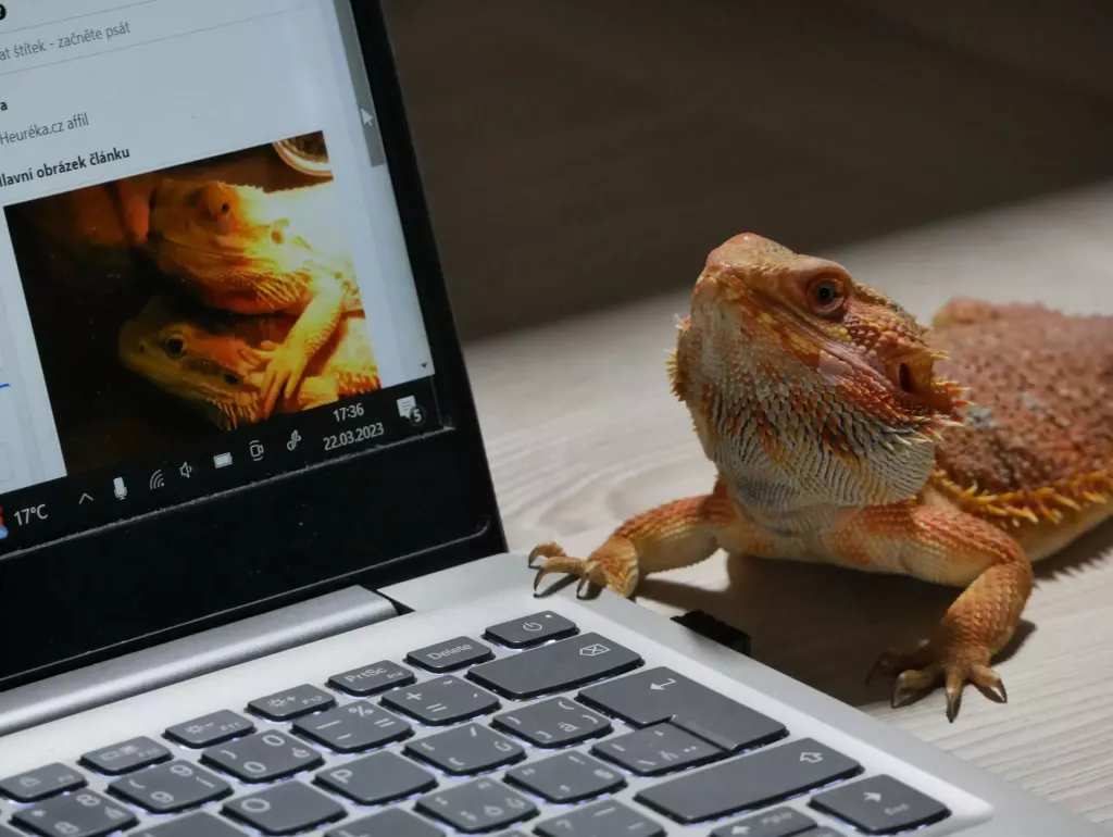 Vousatá agama sedí vedle notebooku s článkem o péči.