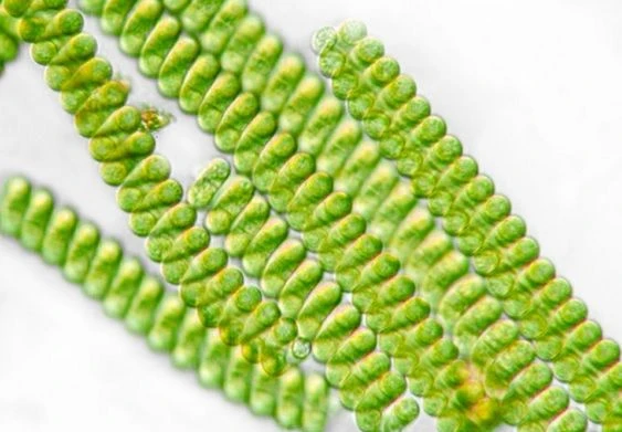Mikroskopický pohled na zelené řasy spiruliny v dlouhých nitích.