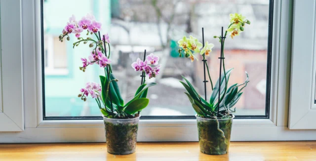 Dvě kvetoucí orchideje v hrncích na okenním parapetu.