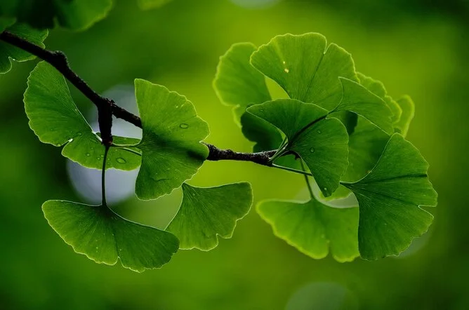 Zelené listy ginkgo biloba na větvi s rozostřeným pozadím.