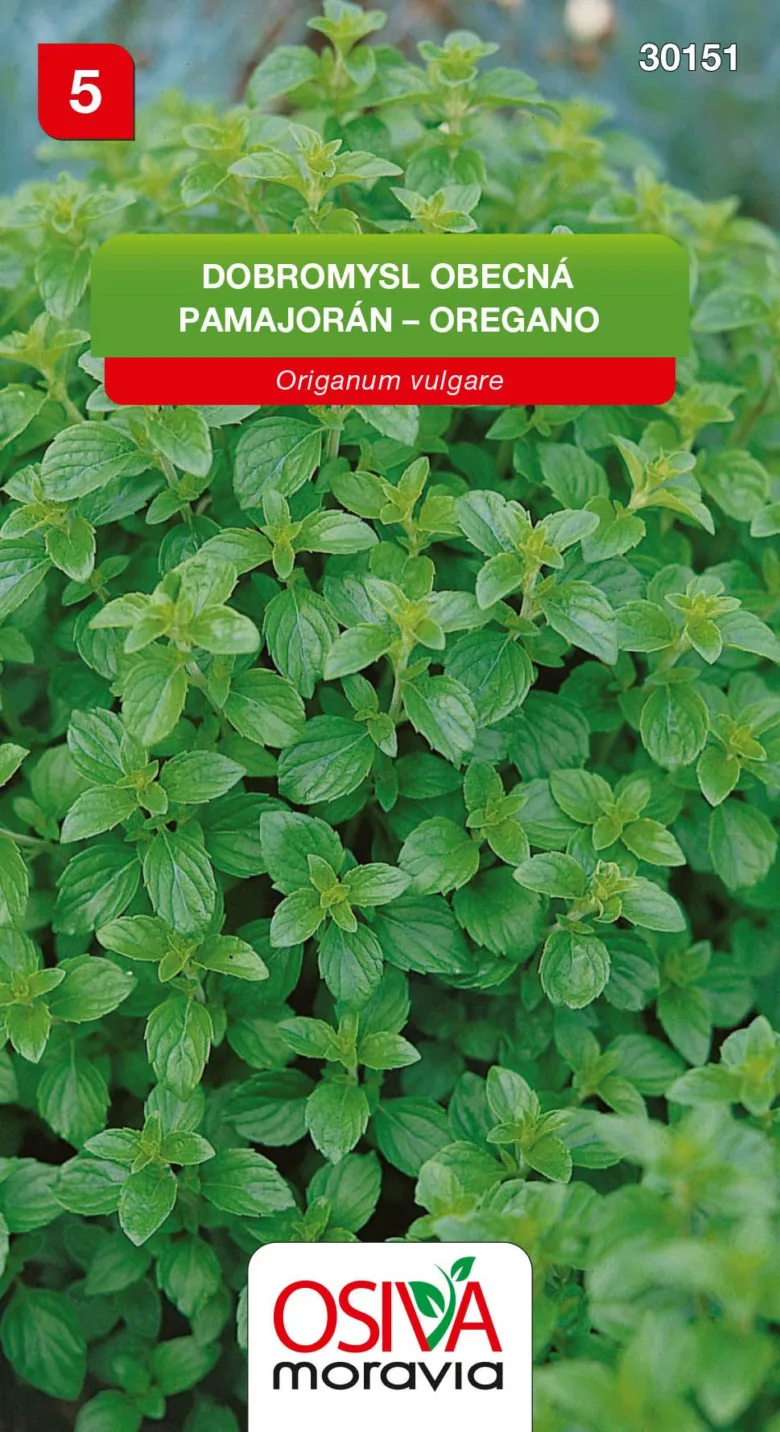 Oregano plant