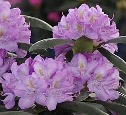 Rozkvetlý rododendron v květináči s fialovými květy.