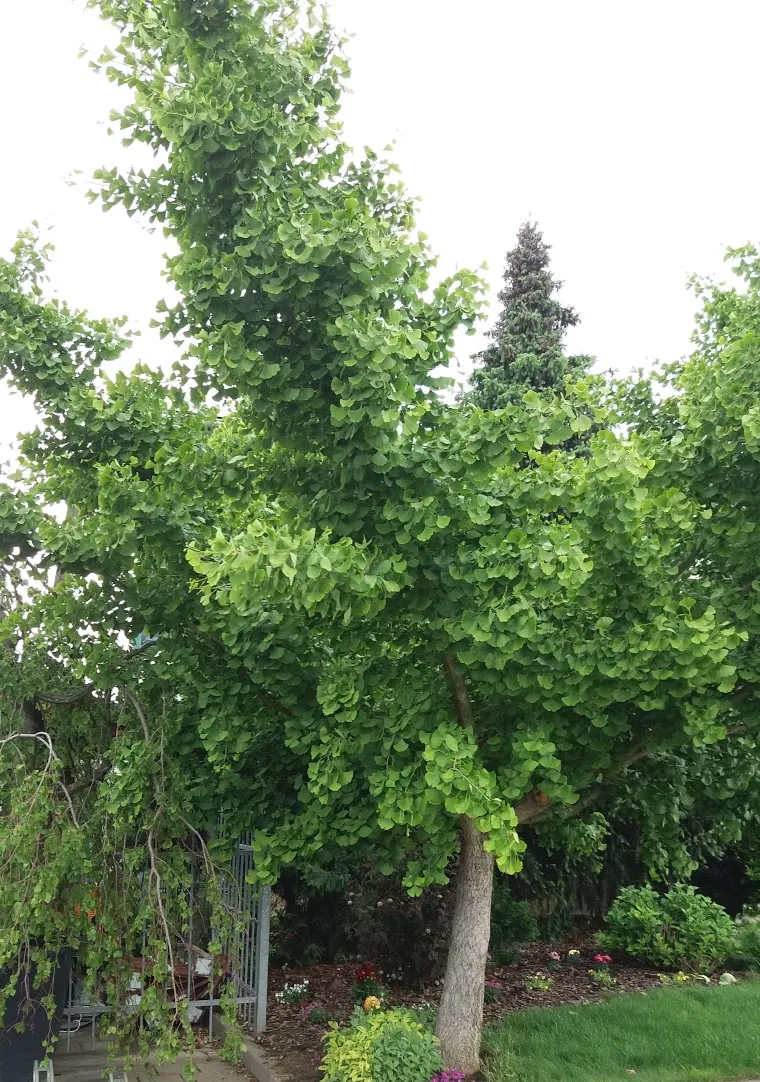 Zdravý strom ginkgo biloba s listy v zahradě.