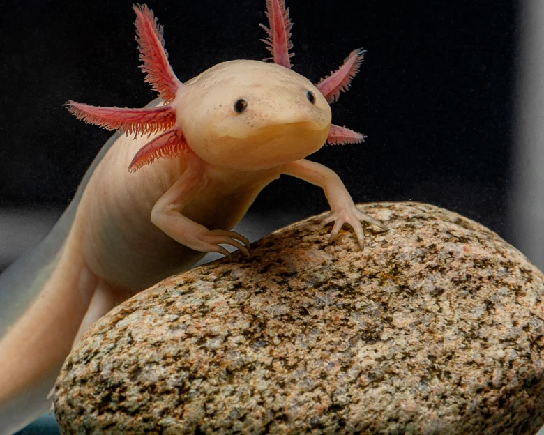 Axolotl s růžovými žábry sedící na kamenu v akváriu.