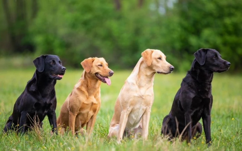 Čtyři labradoři různých barev sedí v trávníku.