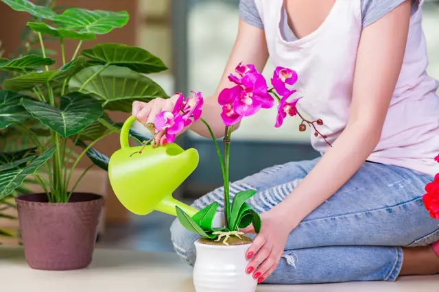 Žena zalévá kvetoucí fialovou orchidej zeleným konví.