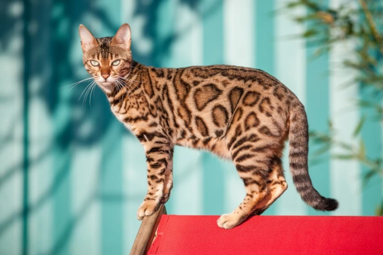 Bengal cat standing on red surface