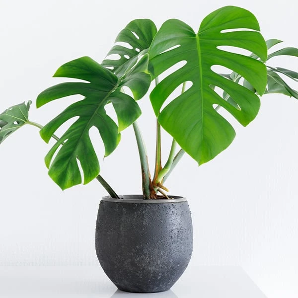 Monstera rostlina v tmavém květináči na bílém pozadí.