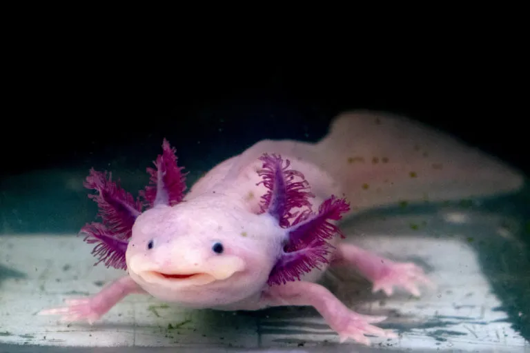 Růžový axolotl s plovacími žábry v akváriu.