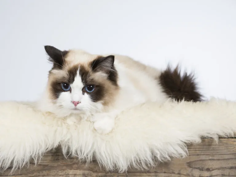 Ragdoll kočka leží na bílém koberci s modrýma očima.