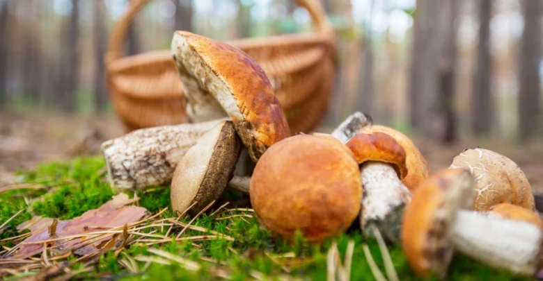 Foraged mushrooms in basket