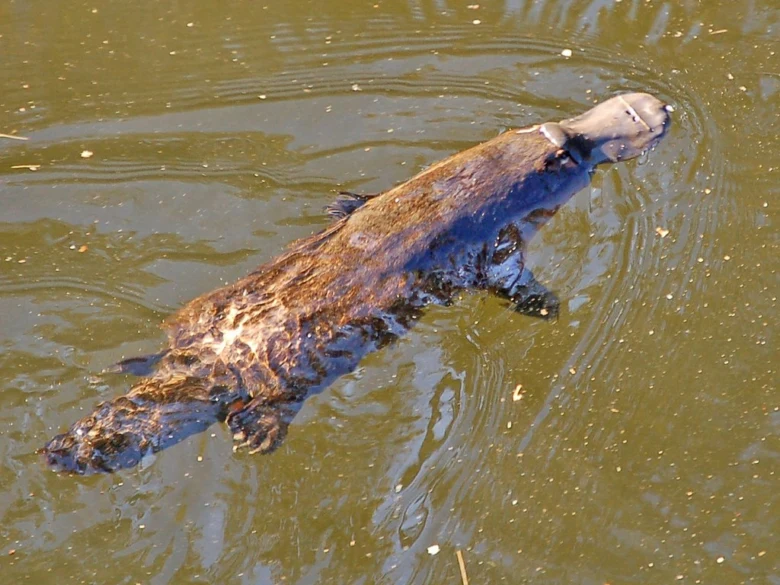 Ptakopysk plavající ve vodě s viditelnou tlamou a nožkami.