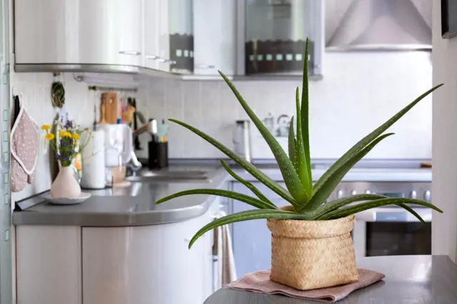 Květináč s rostlinou aloe vera na kuchyňské desce.