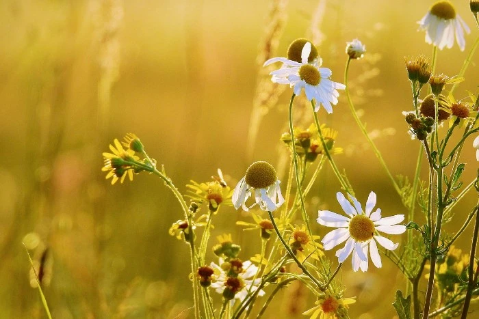 Chamomile flowers in field