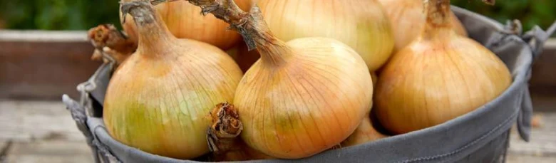 Fresh harvested onions in basket
