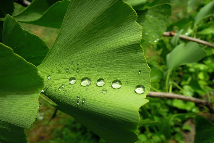 Zelený list Ginkgo Biloby s kapkami vody na povrchu.