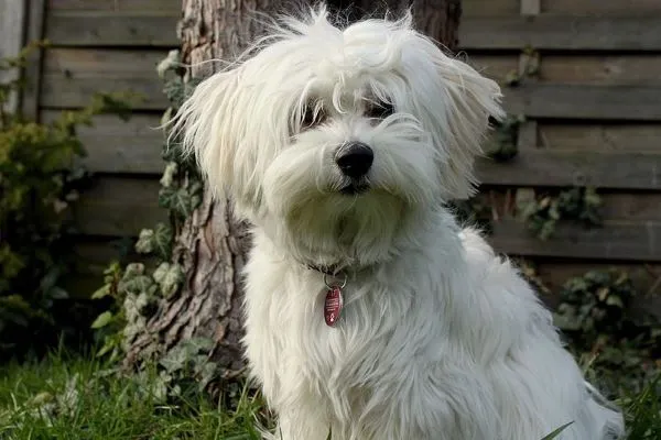 White maltese dog