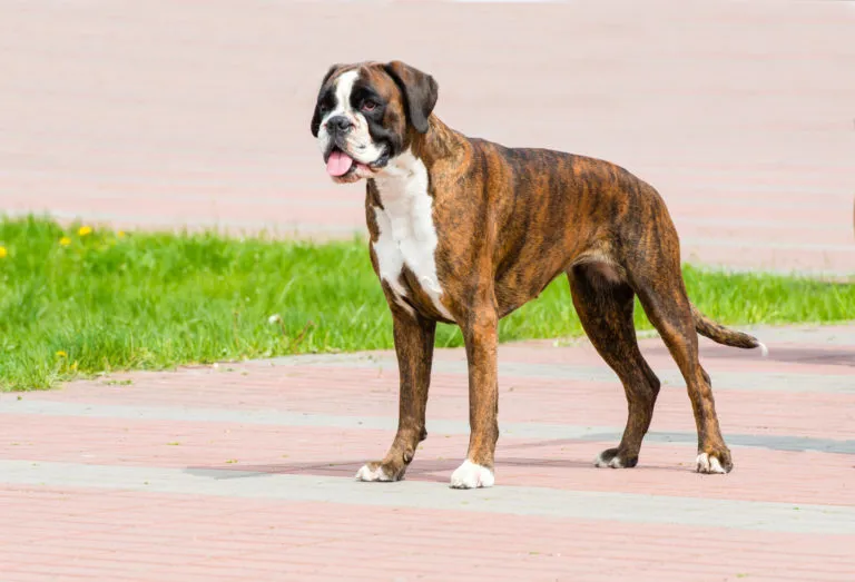 Německý boxer stojí na chodníku s otevřenou pusou.