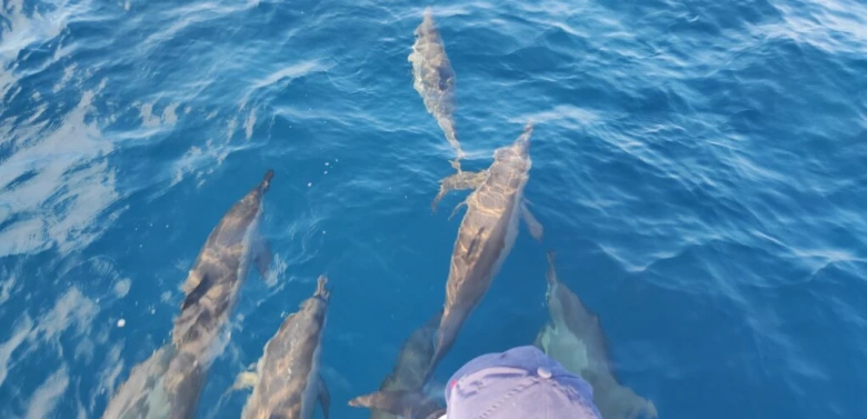 Common dolphins swimming