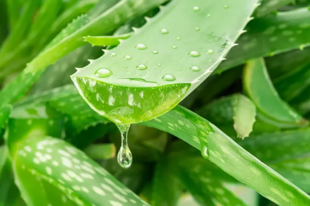 Blízký záběr na list aloe vera s kapkami vody.
