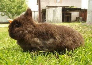 Hnědý zakrslý králík sedí na zelené trávě venku.