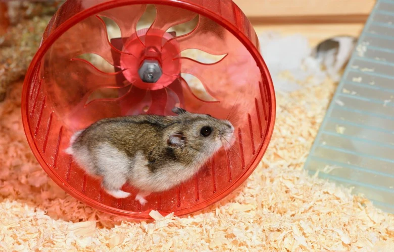 Křeček v červeném kolečku pro cvičení na dřevitě