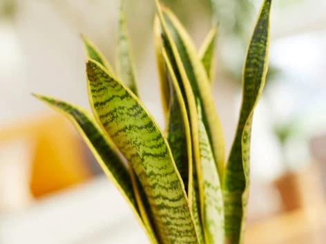 Snake plant leaves