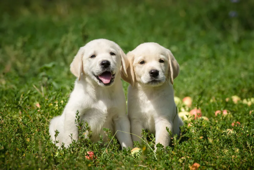 Dva štěňata labradorského retrívra sedící v trávě.