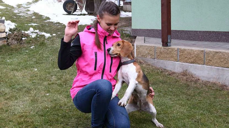 Dívka v růžové bundě drží štastného bígla venku na trávníku.