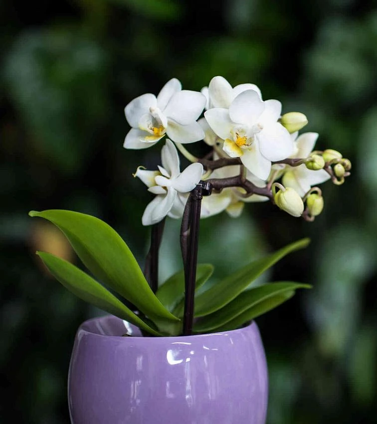 Bílá fialová orchidej v květináči na tmavém pozadí.