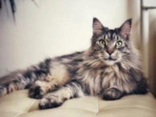 Hnědočerná kočka plemene Maine Coon leží na polštářku.