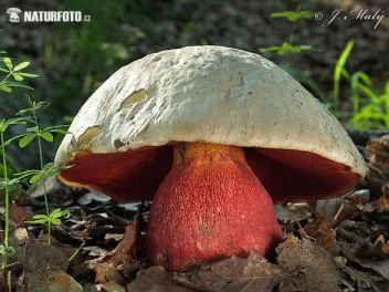 Velká houba s červeným kloboukem mezi listím v lese.