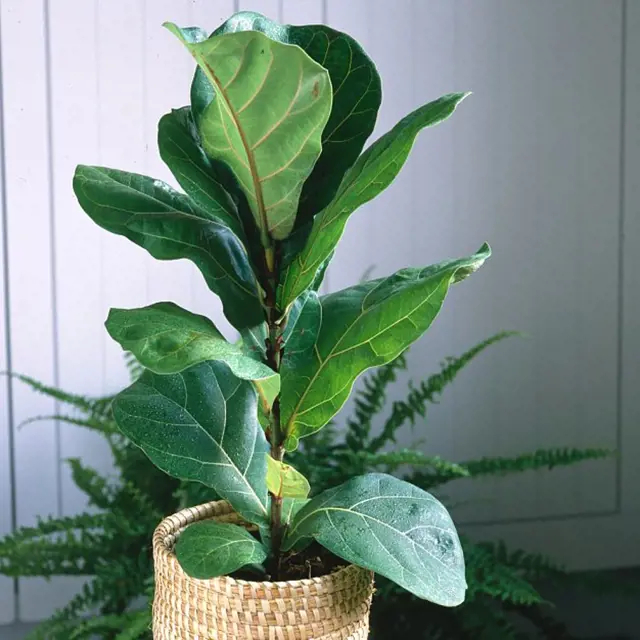 Fiddle leaf fig plant