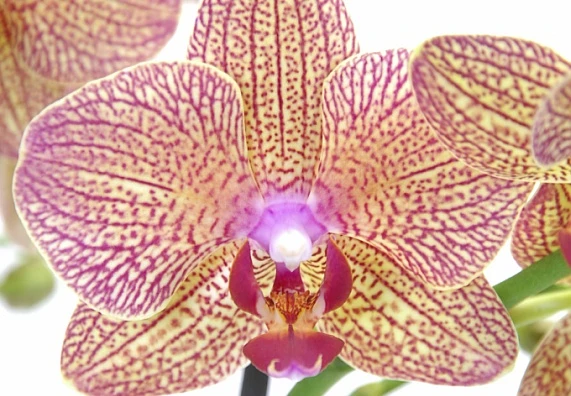 Růžová orchidej s žlutými skvrnami na bílém pozadí.