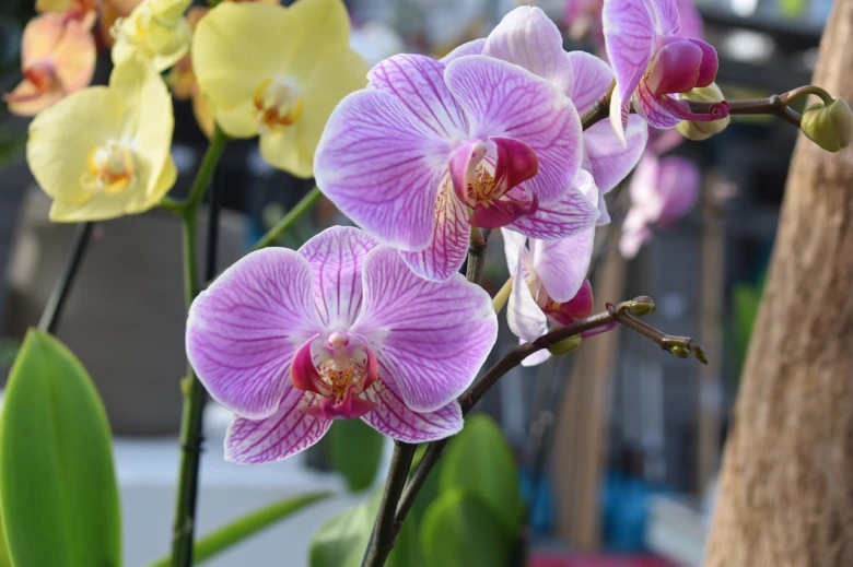 Fialové a žluté orchidee v plném květu s bohatým barvením