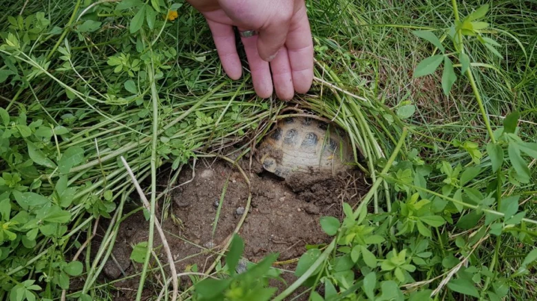 Ruka odhaluje želvu v nory mezi trávou.