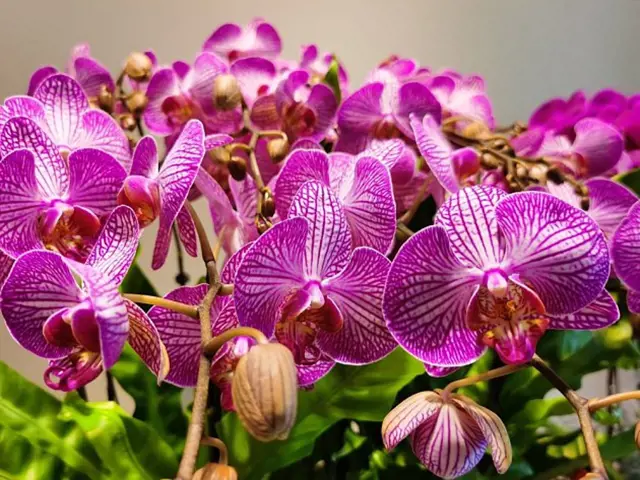 Fialové orchideje v plném květu s detailním zobrazením lístků.