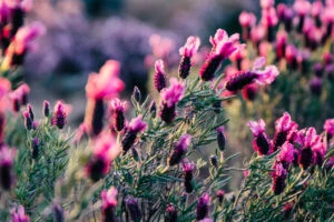 Lavender flowers in garden