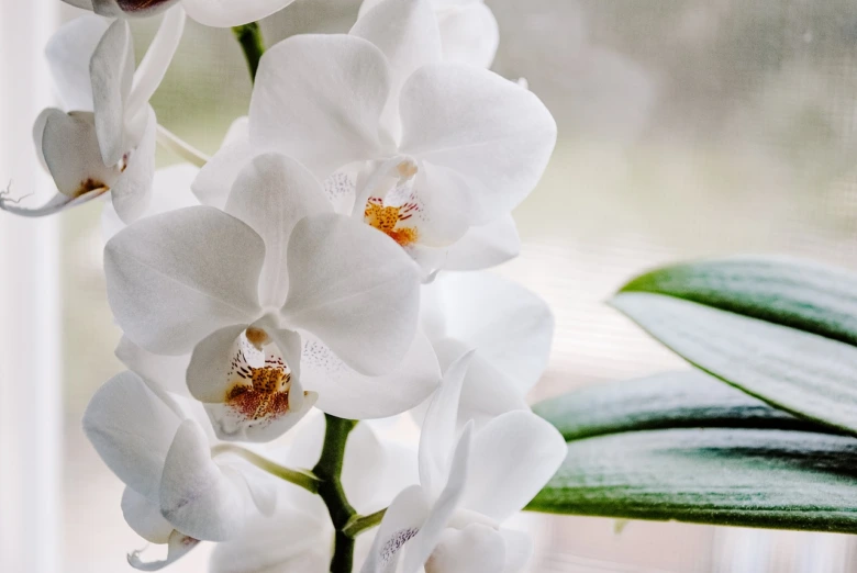 Bílé kvetoucí orchideje s zelenými listy na světlém pozadí.