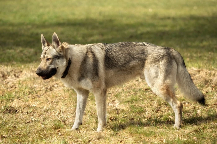 Czechoslovakian wolfhound dog