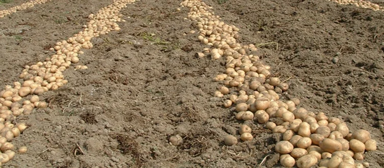 Potatoes in field rows