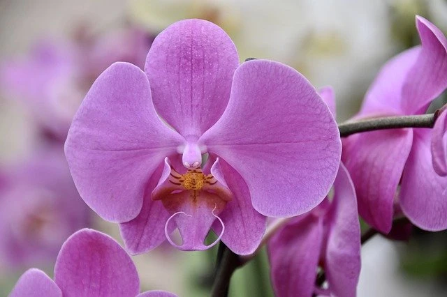 Fialová orchidej v plném květu s jasnými detaily.